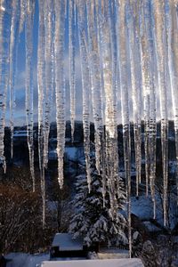 Frozen trees against sky during winter