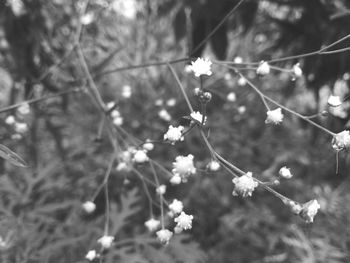 Close-up of flowers blooming on tree