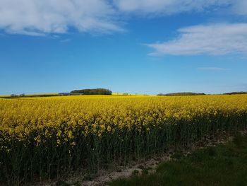 Scenic view of oilseed rape field against sky