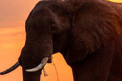 Close-up of elephant