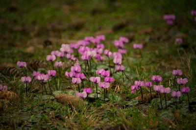 Close-up of purple flowers growing in field