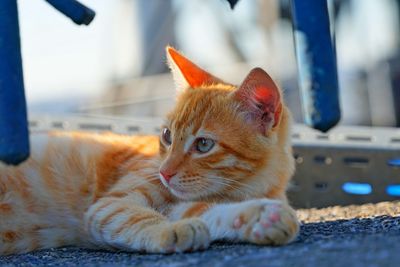 Close-up portrait of a cat looking away