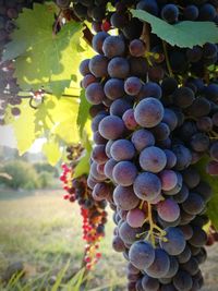 Close-up of grapes hanging on vine