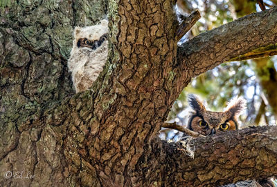 Great horned owl lookouts