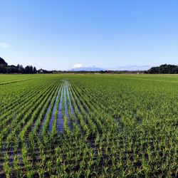 Scenic view of agricultural field against sky