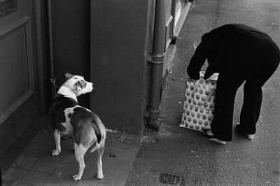 Dog standing outdoors