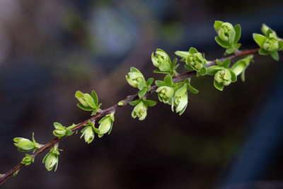 A branch with young leaves in natural conditions in spring.