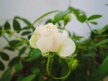 Close-up of white rose blooming outdoors