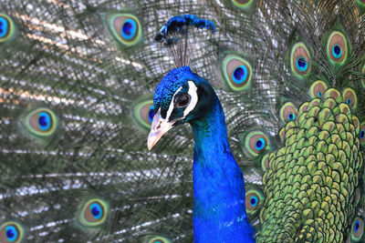 Close-up of peacock looking away