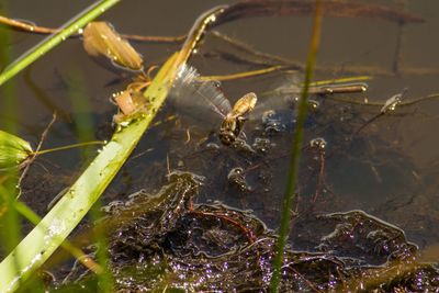 Close-up of insect on plant