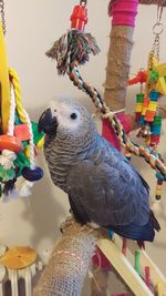 Close-up of parrot perching