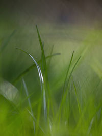 Close-up of grass growing on field