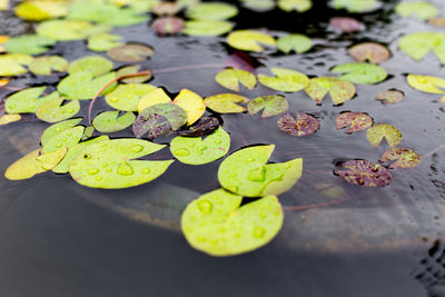 Close-up of lily pads leaves floating on water
