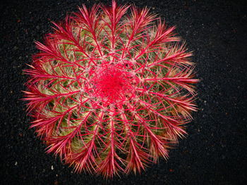 High angle view of red flower