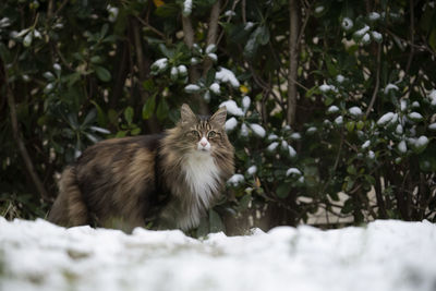 Norwegian forest cat standing in a garden on the snow.winter, cold.