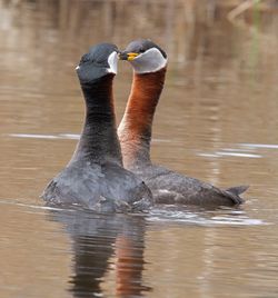 Duck swimming in lake