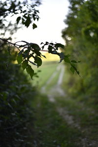 Close-up of plant growing on field against sky