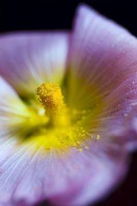 Macro shot of purple flowering plant