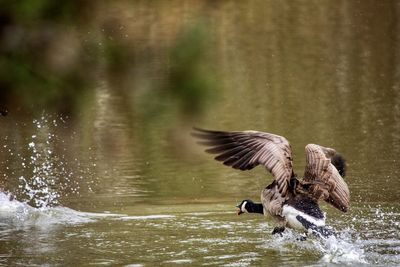 Bird flying over lake