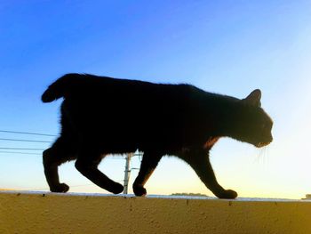 Side view of horse walking against clear sky