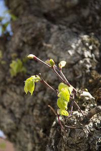 Close-up of plant growing outdoors
