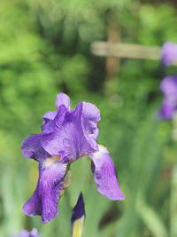 Close-up of purple iris flower