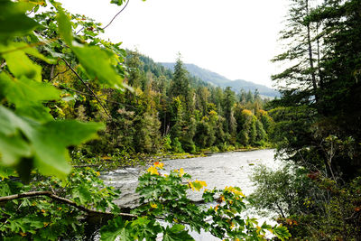 Scenic view of waterfall in forest against sky