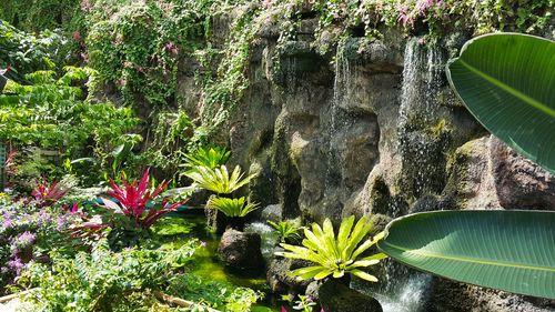 Plants growing on rock against trees
