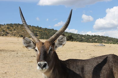 Portrait of antelope on field against sky