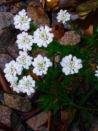 High angle view of flowers blooming outdoors