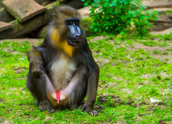 Monkeys sitting on field