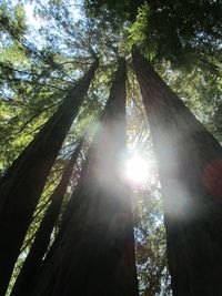 Sun shining through trees