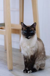 Portrait of cat sitting on floor