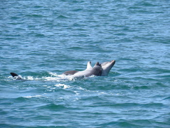 View of whale swimming in sea