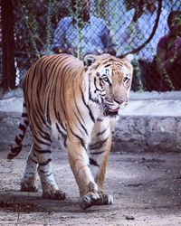 Tiger walking