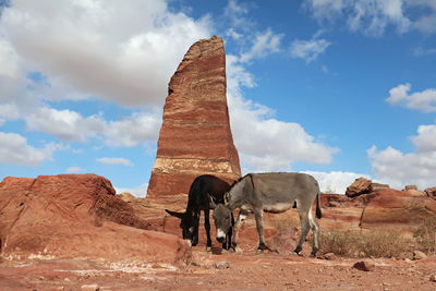 View of horse standing on rock formation