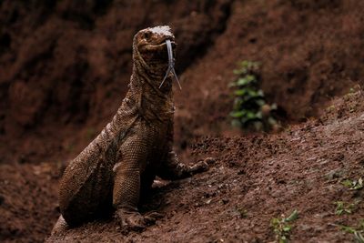 Close-up of lizard