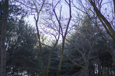 Low angle view of bare trees in forest