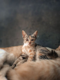 Portrait of cat relaxing on floor