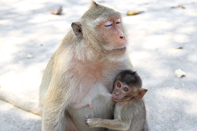 Mother monkey feeding baby on street