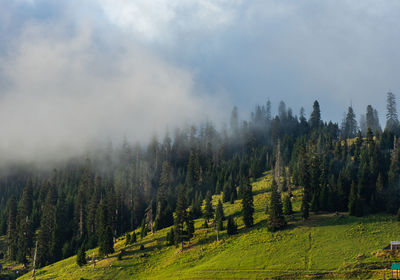 Panoramic view of trees on field against sky