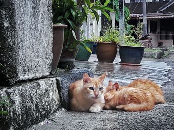 Portrait of cat relaxing outdoors