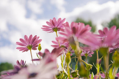 Close-up of pink flowering plants