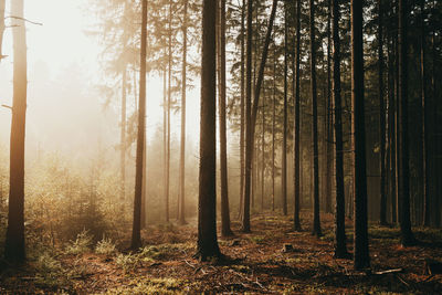 Sunlight streaming through trees in forest