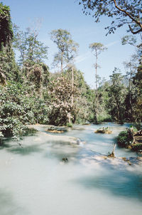 Scenic view of river flowing through forest