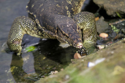 Close-up of lizard on rock by lake