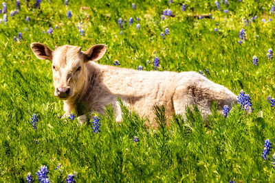 Calf lying in a meadow with blue bonnets in the texas hill country
