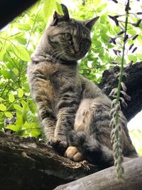 Low angle portrait of cat on tree