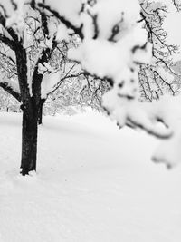 Close-up of tree branches during winter