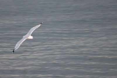 Seagull flying over a sea